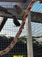Japanse meeuwtjes van dit jaar, Meerdere dieren, Tropenvogel