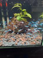 Kardinaal tetra maatje L, Dieren en Toebehoren, Vissen | Aquariumvissen, Vis