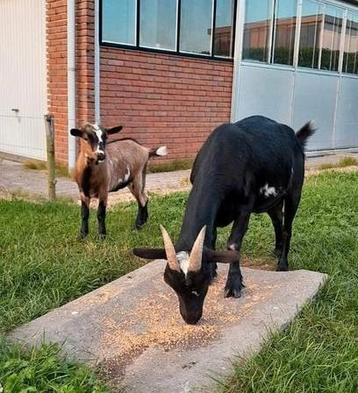 Prachtige geit met dochter beschikbaar voor biedingen