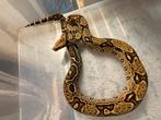 0.1 Boa Constrictor DH Leopard HET Albino, Dieren en Toebehoren, Reptielen en Amfibieën, Slang, 3 tot 6 jaar