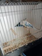 Ficherie koppel, Dieren en Toebehoren, Meerdere dieren, Parkiet