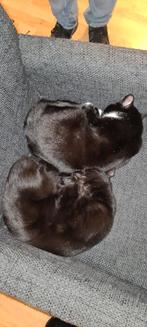 Thunder en Misty zoeken nieuw huisje!, Poes, Kortharig, 3 tot 5 jaar
