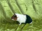 cavia ch teddy zeugje jong, Dieren en Toebehoren, Cavia, Augustus, Vrouwelijk, Tam