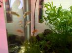 3 volwassen guppies, Vis