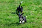 friese stabij pups / labrador pups / kruising, zoekt baasje, Dieren en Toebehoren, 8 tot 15 weken, Labrador retriever, Meerdere