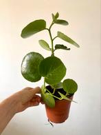 CISSUS ROTUNDIFOLIA - SUIKERDRUIFJE, Ophalen of Verzenden, Overige soorten, Minder dan 100 cm