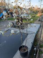 Krent amelanchier lamarkii, Ophalen, Volle zon, Overige soorten
