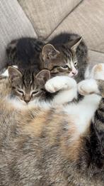 Kittens te koop, Dieren en Toebehoren, Katten en Kittens | Overige Katten, Poes, Kortharig, 0 tot 2 jaar