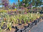 Prachtig bloeiende allium bollen!! Allium purple sensation, Overige soorten, Vaste plant, Ophalen of Verzenden, Halfschaduw