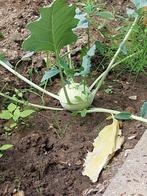 Koolrabi, Ophalen, Zomer, Groenteplanten, Volle zon