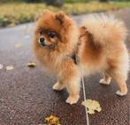 Pomeriaan, Dieren en Toebehoren, Particulier, Buitenland, Teef, Eén hond