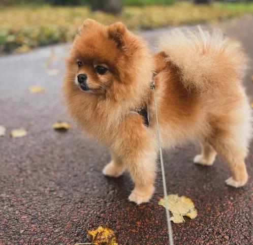 Pomeriaan, Dieren en Toebehoren, Honden | Poolhonden, Keeshonden en Oertypen, Teef, Keeshond, Particulier, Eén hond, Buitenland