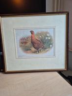 Prent - Red Grouse (Lagopus scoticus), Ophalen of Verzenden