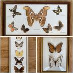 Taxidermie vintage 14 vlinders in 3 lijsten o.a. Thailand, Ophalen of Verzenden, Zo goed als nieuw, Overige soorten, Opgezet dier