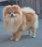 Pomeriaan dwergkees dekreu  (NIET TE KOOP !!), Dieren en Toebehoren, 15 weken tot 1 jaar, Reu, Eén hond, Nederland