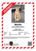 BELONING €200 VERMIST NACHO 16-07/2025, Dieren en Toebehoren, Kater
