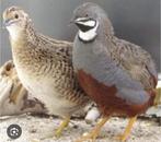 Chinese dwergkwartels, Dieren en Toebehoren, Meerdere dieren, Tropenvogel