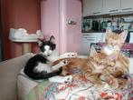 Lieve speelse rode kater kitten, Dieren en Toebehoren, Katten en Kittens | Overige Katten, Kater, Kortharig, 0 tot 2 jaar