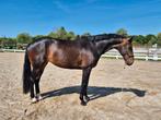 Fokmerrie/weidemaatje moet weg!, Dieren en Toebehoren, Paarden, Merrie, B, Gechipt, Dressuurpaard
