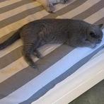 Kater Aangeboden, Kater, Gechipt, 0 tot 2 jaar