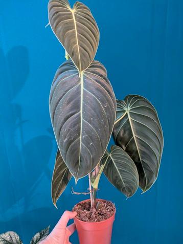 Stekje Philodendron Melanochrysum beschikbaar voor biedingen