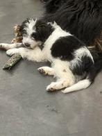 1groote boomer pups teefje, Rabiës (hondsdolheid), 15 weken tot 1 jaar, Overige rassen, Meerdere