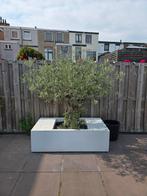 Mooie olijfboom met grillige stam, Tuin en Terras, Bloembakken en Plantenbakken, Ophalen of Verzenden, Rond, Kunststof