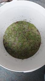 Gratis afhalen drijfplantjes, Ophalen