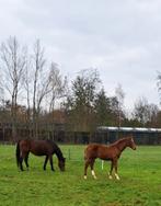 KWPN Hengstveulen, Minder dan 160 cm, Gechipt, Niet van toepassing, Dressuurpaard