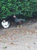 4 maanden oude Barnevelder krielhaan, Dieren en Toebehoren, Pluimvee, Mannelijk, Kip