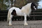 ## APPART MOOIE EN TOP BRAVE TINKER RUIN ##, Dieren en Toebehoren, E pony (1.48m - 1.57m), B, Ruin, Gechipt
