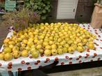 Verse Kweepeer Oogst, Ophalen, Volle zon, Vaste plant, Fruitplanten