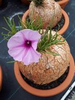 Caudex Ipomea Bolussii herkomst Zuid Afrika en Madagaskar., Huis en Inrichting, Overige soorten, Ophalen of Verzenden, In pot