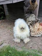 prachtige zijdehoen haan, Dieren en Toebehoren, Pluimvee, Mannelijk, Kip