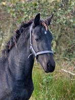 Te koop, hengstveulen Barock Pinto van Jidde BP74, Dieren en Toebehoren, Paarden, Minder dan 160 cm, Niet van toepassing, 0 tot 2 jaar