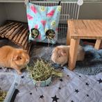 2 cavia's beren, Dieren en Toebehoren, Knaagdieren, Cavia, Augustus, Mannelijk, Tam