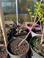 Brown Turkey vijgenboom stek, Vaste plant, Fruitplanten, Ophalen of Verzenden, Bloeit niet