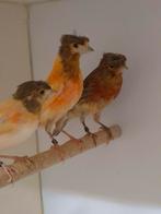 Harlekijn kanaries, Dieren en Toebehoren, Vogels | Kanaries, Geslacht onbekend, Kleurkanarie
