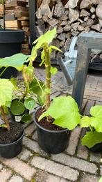 Gratis kamerlinden en pannekoeken plant, Ophalen of Verzenden, Minder dan 100 cm