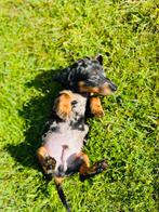 Dwerg Teckel pups Korthaar dachshond, Rabiës (hondsdolheid), 8 tot 15 weken, Korthaar, Dwerg