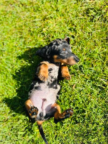 Dwerg Teckel pups Korthaar dachshond beschikbaar voor biedingen