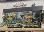Voor de échte liefhebbers van aquaria!, Dieren en Toebehoren, Vissen | Aquariumvissen, Vis, Zoetwatervis