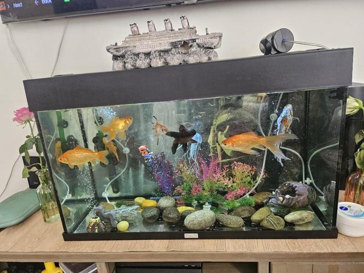 Voor de échte liefhebbers van aquaria!, Dieren en Toebehoren, Vissen | Aquariumvissen, Zoetwatervis, Vis