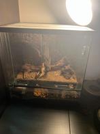 Vampier krabben, Dieren en Toebehoren, Ophalen, Zo goed als nieuw, Terrarium of Paludarium