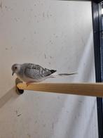 Bonte diamantduif | Tropische vogels | Volièrevogels, Dieren en Toebehoren, Vogels | Duiven, Meerdere dieren, Overige soorten