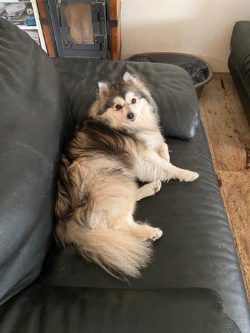 Prachtige langharige f1b pomsky beschikbaar voor biedingen