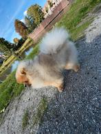 Pomeriaan bearface 8 maanden oud, Dieren en Toebehoren, 15 weken tot 1 jaar, Reu, Eén hond, Nederland