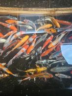 Zeer mooie Japanse Kois/Butterfly kois 18-25 cm, Karper of Koi