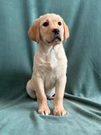 Lieve Labrador pups uit gezonde en sterke bloedlijn, Rabiës (hondsdolheid), 8 tot 15 weken, Labrador retriever, Meerdere