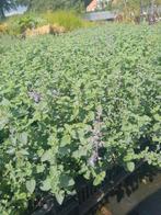 Nepeta Walkers Low - Kattenkruid P9 - Aanbieding, Volle zon, Vaste plant, Ophalen of Verzenden, Kruiden